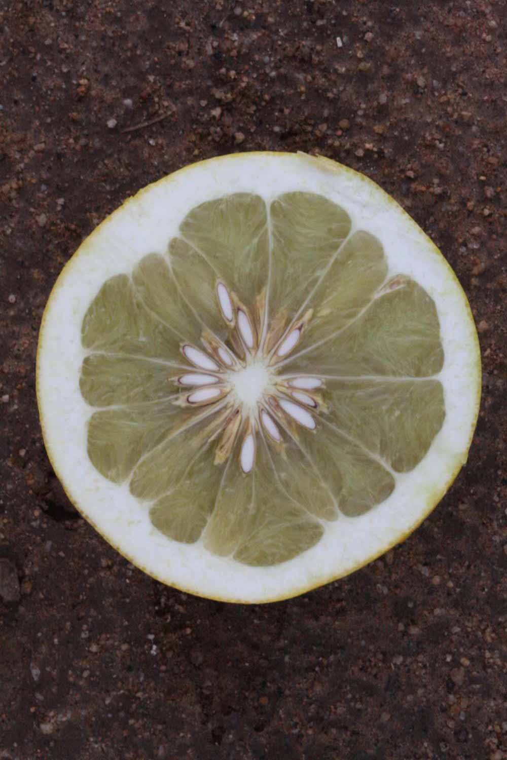            Fruit cross-section (Riverside, CA)   